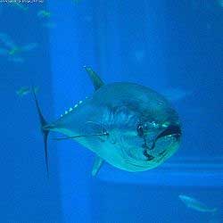 Bluefin-Tuna.jpg