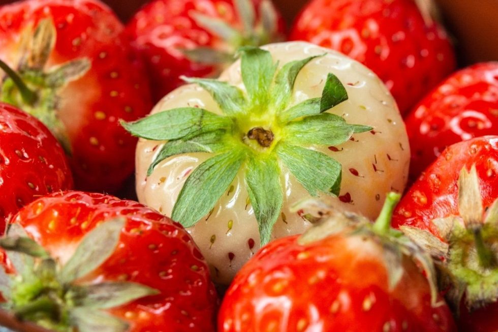 Hybrid Fruits You Can Buy In The US Daily Fork